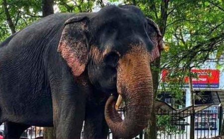 பெண் யானை மீது துப்பாக்கிச்சூடு அதிகாரி கைது