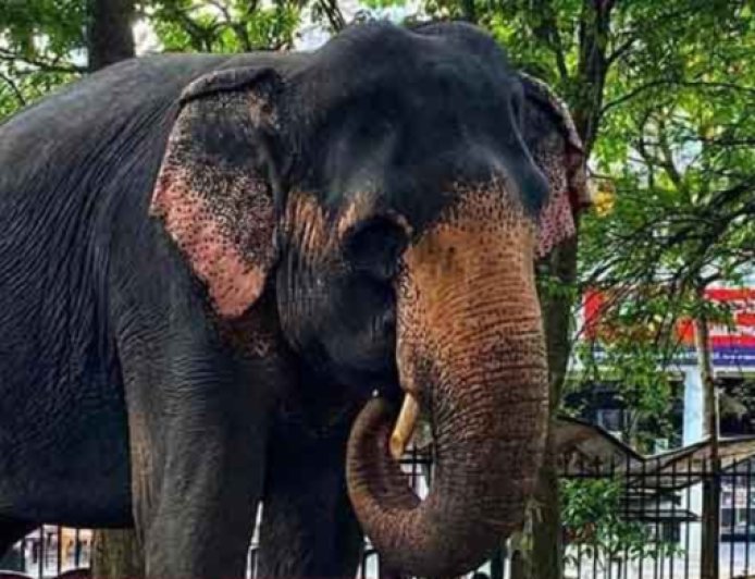 பெண் யானை மீது துப்பாக்கிச்சூடு அதிகாரி கைது
