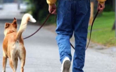 வளர்ப்பு நாய்க்கு உரிமை கோரிய வழக்கு -  மரபணு பரிசோதனைக்கு உத்தரவு